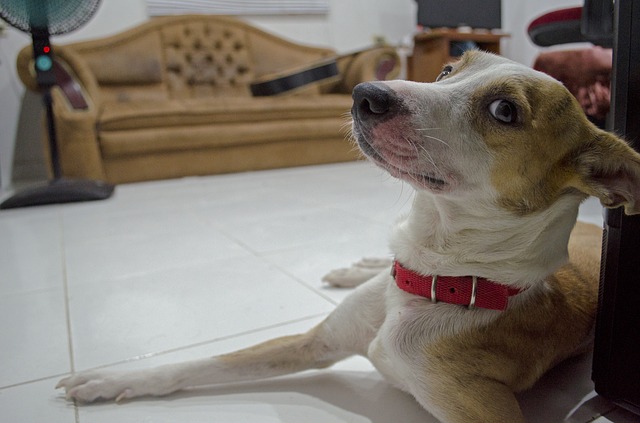 traiter la gale chez le chien