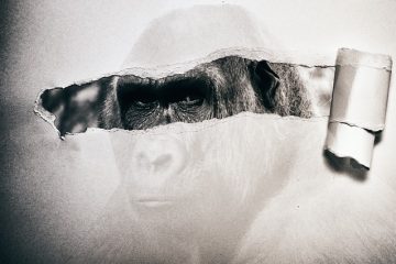 Comment faire un singe en papier mâché