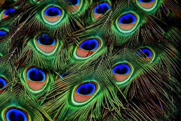 Idées de décoration pour les plumes de paon