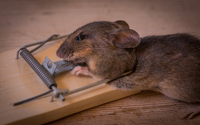 Souris Dans La Maison Comment S En Débarrasser Chasser Les Souris De Votre Maison