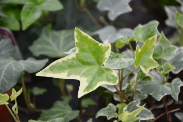 Types de lierre anglais : à feuilles caduques et à feuilles persistantes