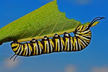 Caterpillars qui mangent des feuilles de myrtilles