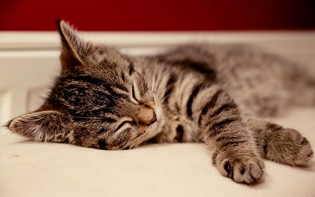 Remèdes pour une patte enflée sur un chat.