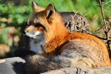 Comment empêcher la fourrure de renard de perdre son pelage