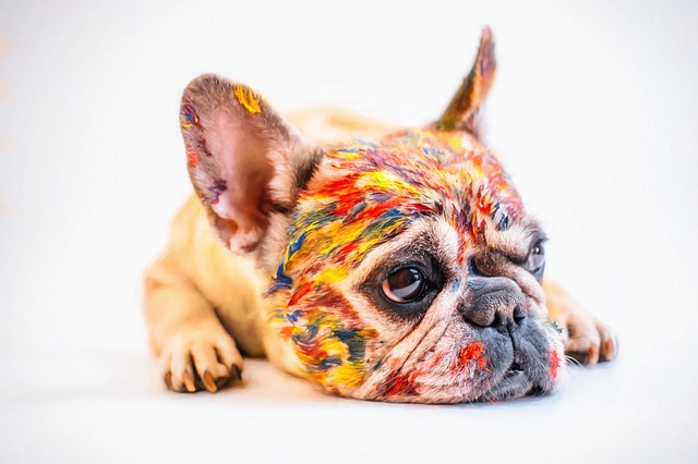 Informations Sur L Elevage Du Bouledogue Francais Fiche Pratique Sur Lavise Fr