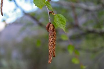 Boucles d'oreilles à porter après s'être fait percer les oreilles