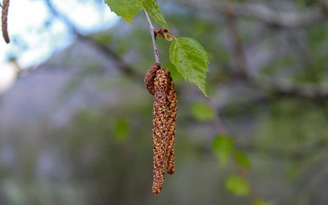 Boucles d'oreilles à porter après s'être fait percer les oreilles