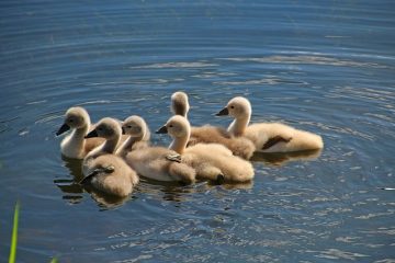 Comment construire un étang à canard bon marché