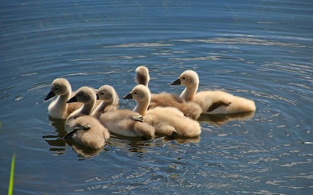 Comment construire un étang à canard bon marché