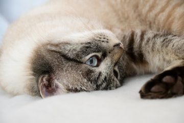 Comment empêcher un chat d'égratigner un canapé en cuir