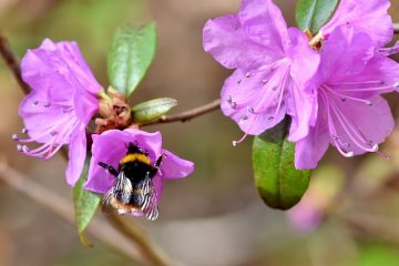 Comment polliniser les fleurs de l'oiseau de paradis