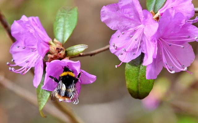 Comment polliniser les fleurs de l'oiseau de paradis