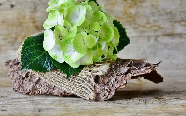 Comment prendre soin d'un hortensia après le flétrissement des fleurs