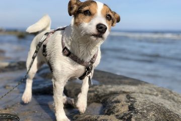 Comment toiletter un terrier Russell Parson Russell Terrier