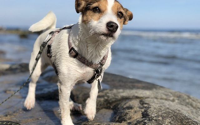 Comment toiletter un terrier Russell Parson Russell Terrier