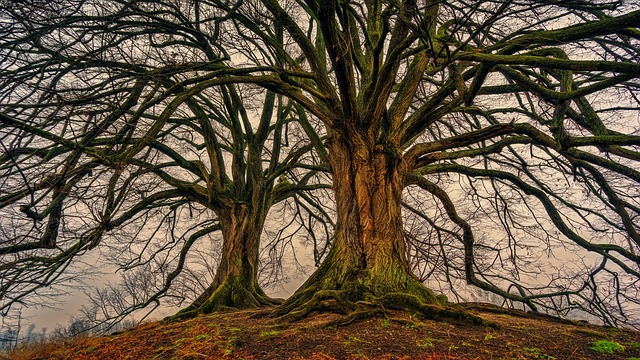 Comment traiter les champignons sur un arbre