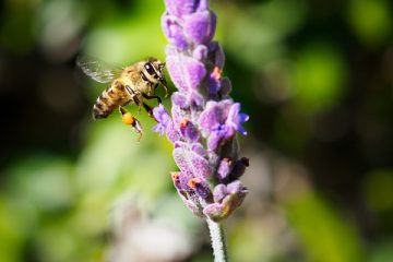 Huile de lavande et protection contre les mites