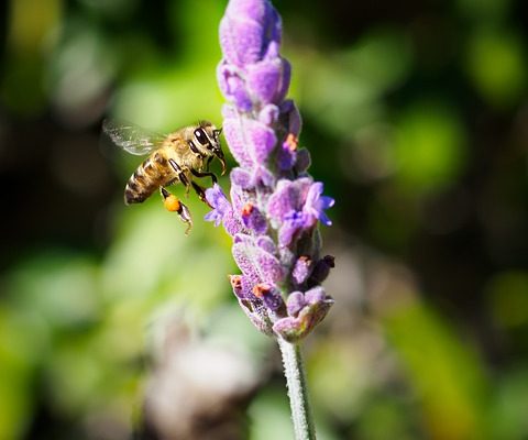 Huile de lavande et protection contre les mites