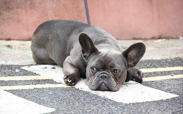 Infection de la glande anale du chien