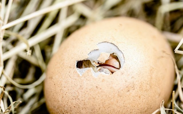 Infection de l'œil de poulet