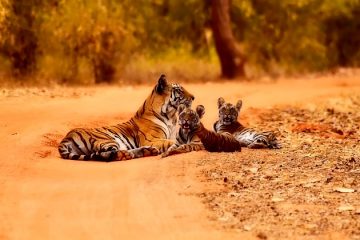 Information sur les bébés tigres