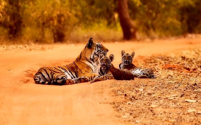 Information sur les bébés tigres