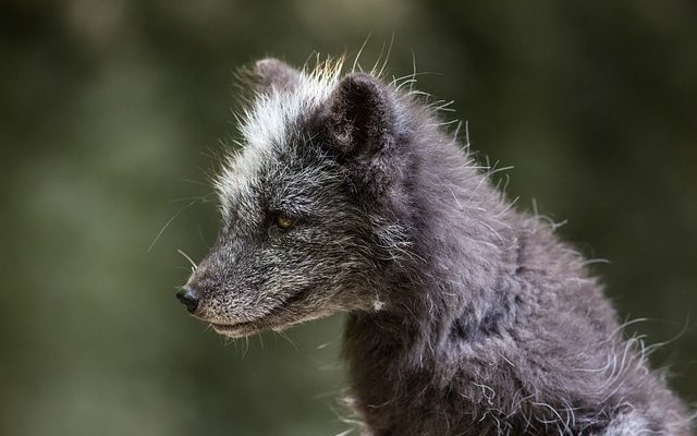 Pourquoi les oreilles d'un renard pointent-elles vers l'avant ?