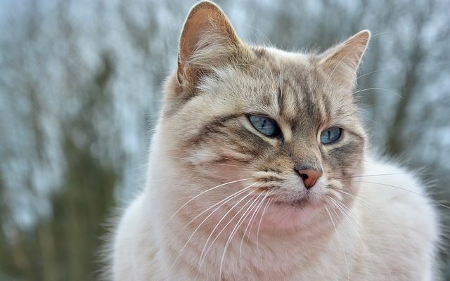 Quelles sont les couleurs de l'ombre à paupières avec des yeux bleus ?