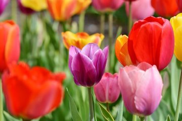 Arbres avec des fleurs rouges en forme de cône