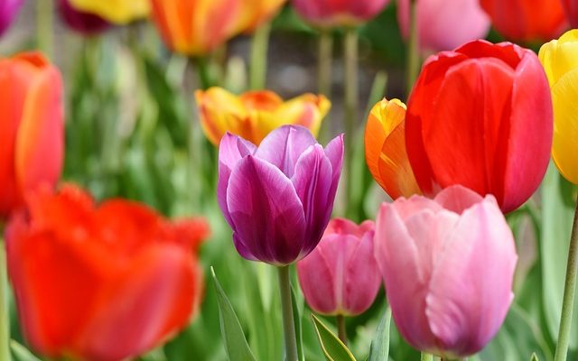 Arbres avec des fleurs rouges en forme de cône