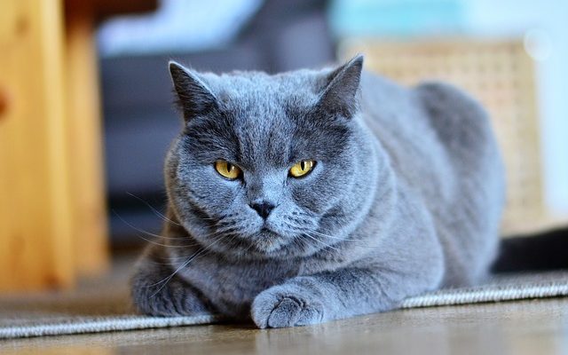 Chats problèmes oculaires