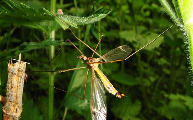 Comment arrêter les piqûres de moustiques