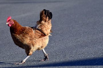 Comment dire à un coq noir polonais Bantam Rooster d'une poule