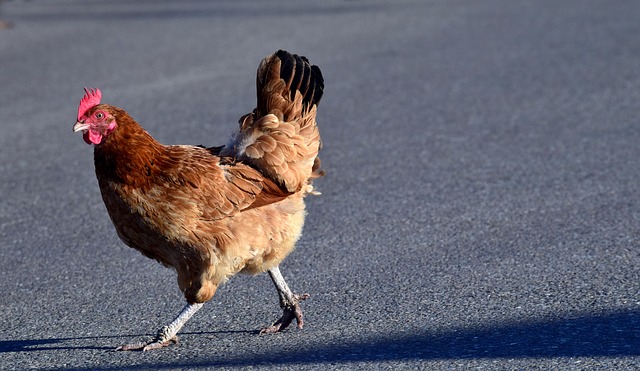 Comment dire à un coq noir polonais Bantam Rooster d'une poule