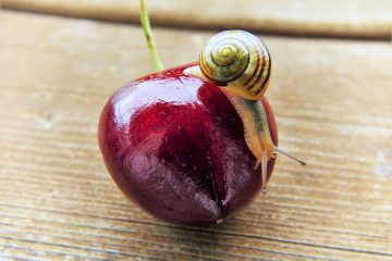 Comment empêcher les escargots ou les limaces d'entrer dans votre jardin de fleurs.