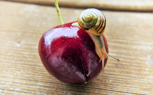 Comment empêcher les escargots ou les limaces d'entrer dans votre jardin de fleurs.