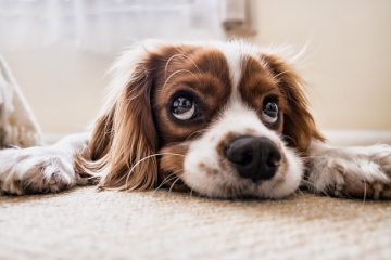 Comment enlever les nattes des oreilles de mon épagneul.