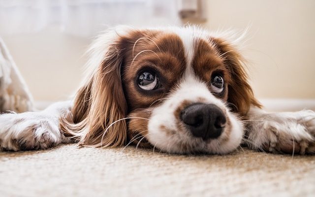 Comment enlever les nattes des oreilles de mon épagneul.