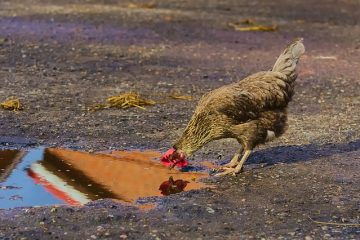 Comment faire l'amour avec un poulet en soie