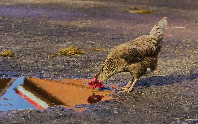 Comment faire l'amour avec un poulet en soie