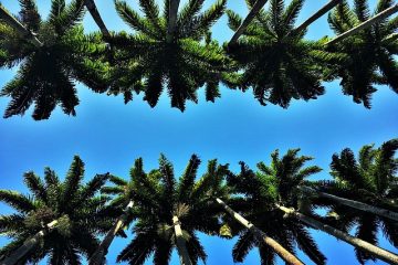 Comment faire pousser des graines de palmiers Royal Palm Tree Seeds