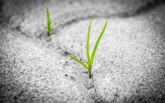 Comment faire pousser un arbre Catha Edulis