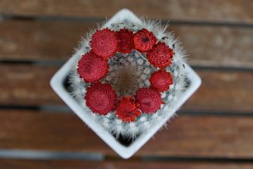 Comment faire pousser un cactus de Pâques