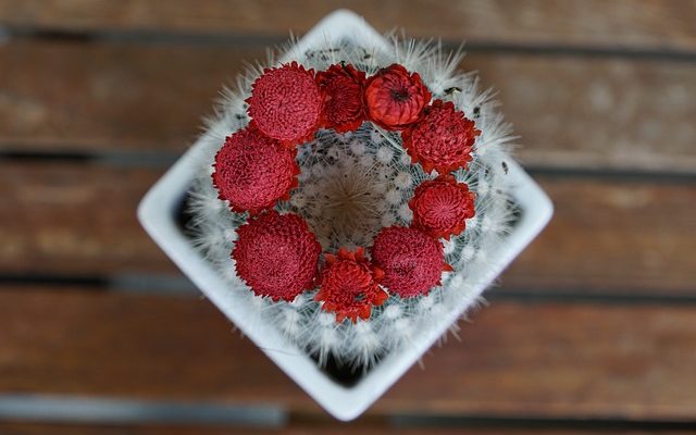 Comment faire pousser un cactus de Pâques