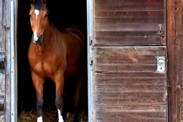 Comment faire un cheval en carton