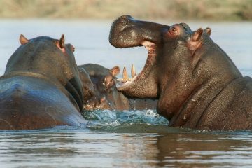 Comment faire un hippopotame avec de l'argile