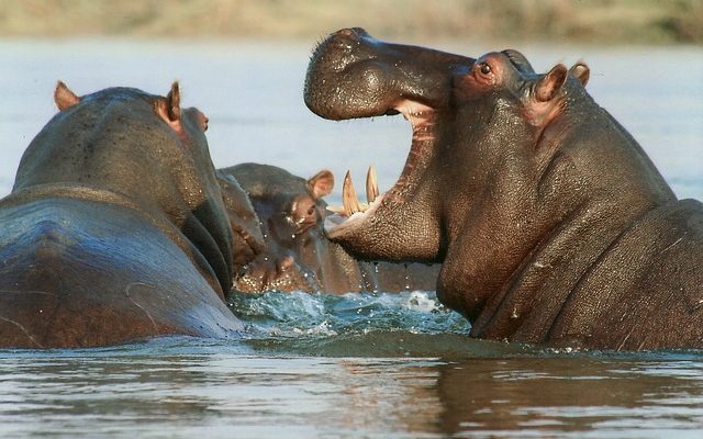 Comment faire un hippopotame avec de l'argile