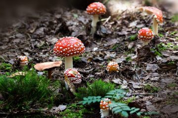 Comment identifier les champignons sauvages comestibles