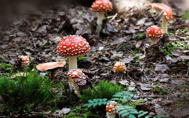 Comment identifier les champignons sauvages comestibles