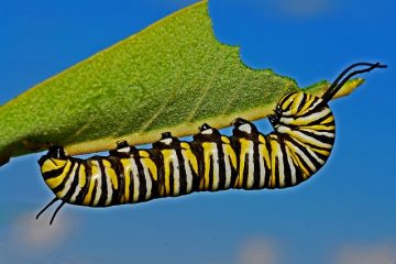 Comment identifier une chenille jaune floue